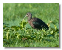 Glossy Ibis_ANL_3793